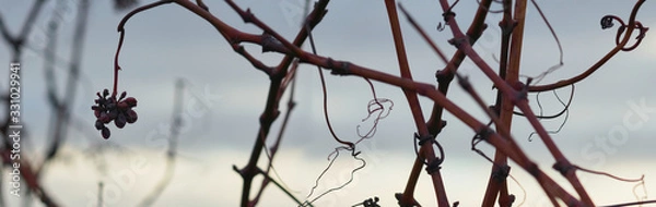 Fototapeta Dried purpel red vine grapes still hanging on a vine plant twisting itself around a vineyard on a cold winters evening at dusk.