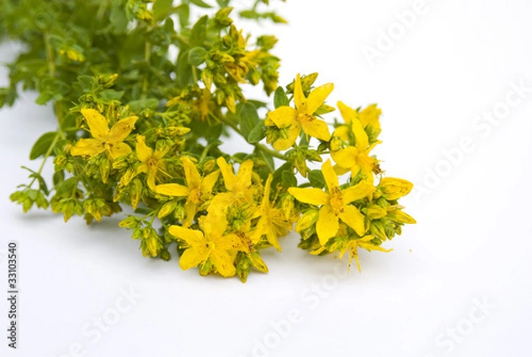 Obraz зверобой