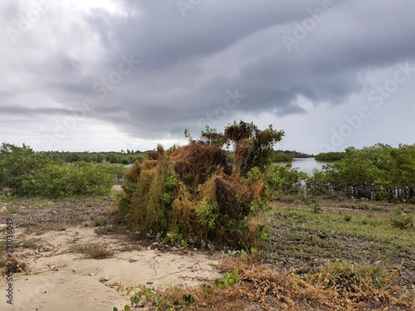 Fototapeta Drzewo duchów