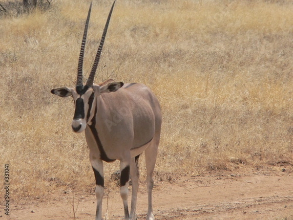 Obraz kenya - oryx