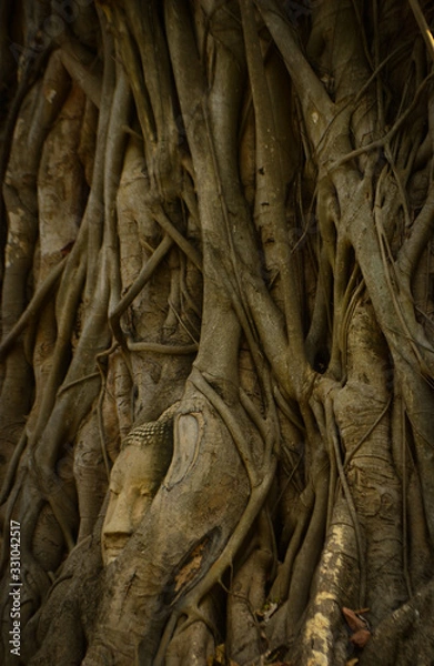 Obraz head of budha on a tree at Ayutthaya, Thailand
