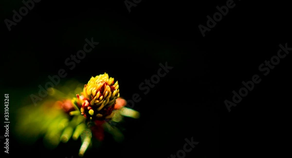 Fototapeta Young shoots of spruce. On a black background. Macro photo. Copy space for text.