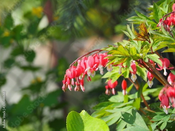 Fototapeta Dicentra spectabilis 'Valentine' - Lamprocapnos spectabilis (bleeding heart). Deep red heart-shaped flowers in spring, elegant perennial for shade gardens, woodland borders.