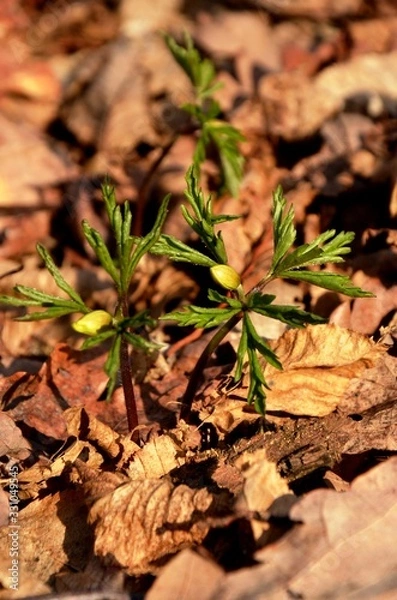 Fototapeta white anemone grows in the forest on the background of dry leaves. wild forest flowers in spring. anemones buds