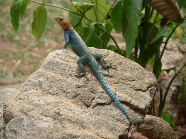 Obraz kenya - lezard vert a tete orange