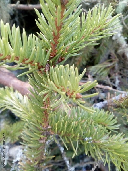 Obraz spruce branch