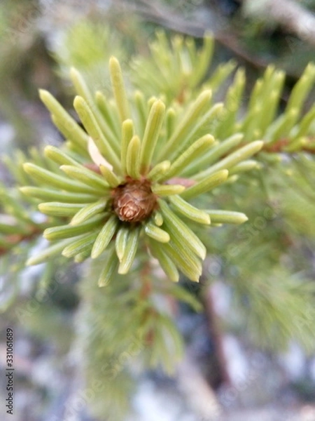 Obraz spruce branch