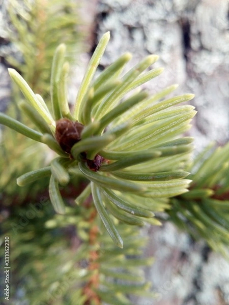Obraz pine cone on a branch