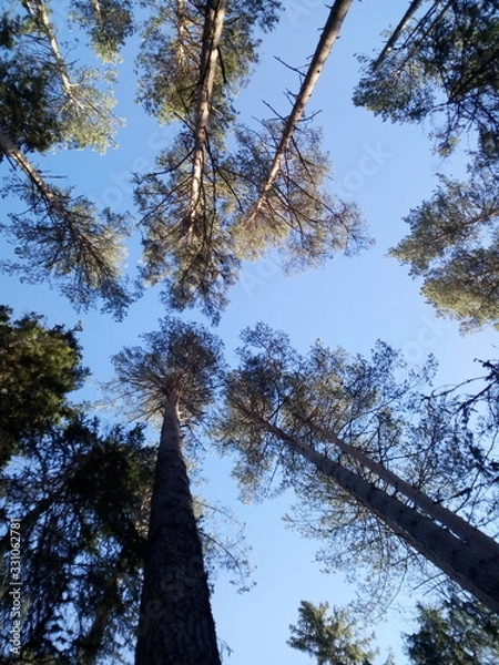 Obraz trees and blue sky