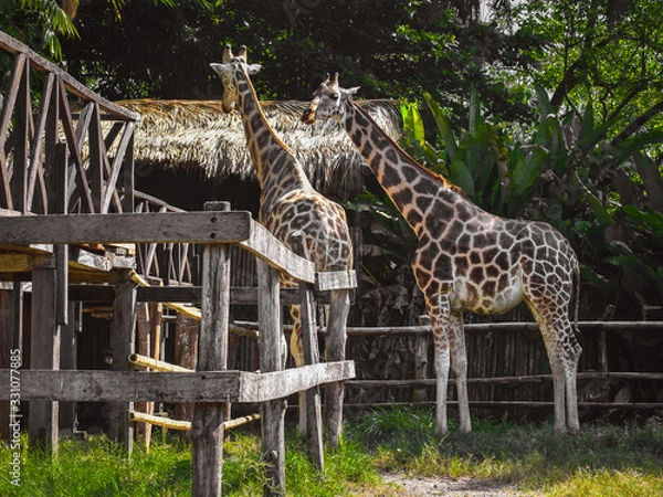 Obraz giraffe jugnle