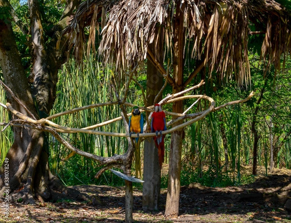 Obraz parrot jungle