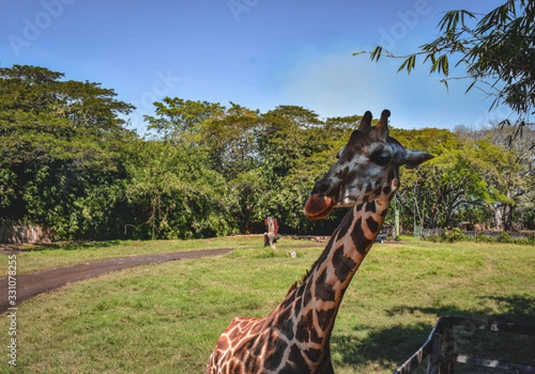 Obraz giraffe jungle