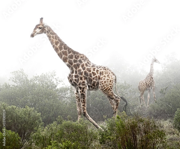 Obraz GIRAFFE