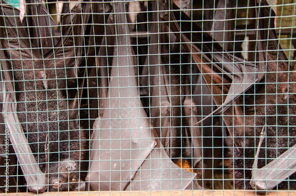 Obraz Bats in unsafe conditions at Indonesian Market