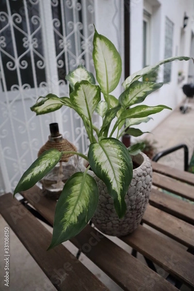 Obraz Pflanze auf Tisch