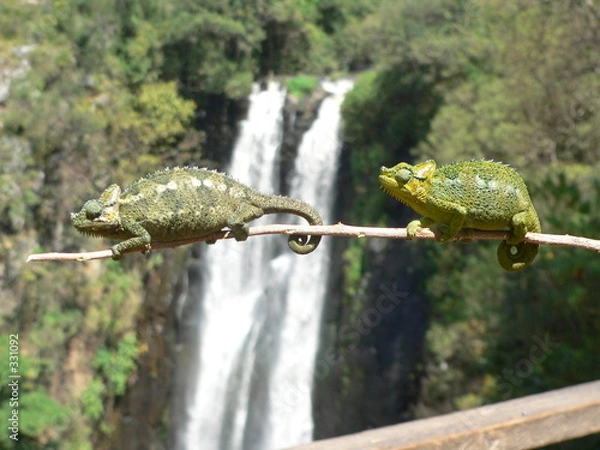 Obraz kenya - cameleon