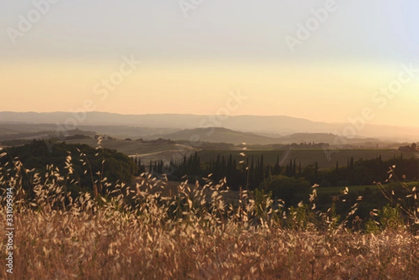 Obraz sunset over the field
