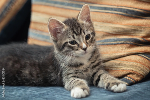 Obraz Adorable little tabby kitten lies on a sofa and looks away