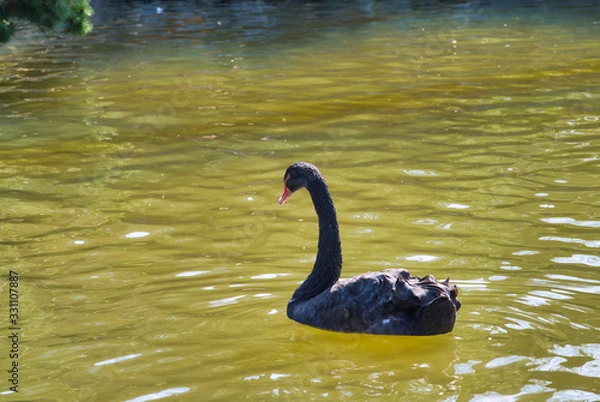 Fototapeta コクチョウ　黒鳥　旭山動物園