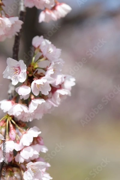 Fototapeta 桜　サクラ　さくら