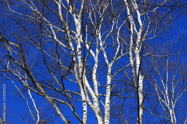 Fototapeta しらかば　シラカバ　白樺　青空