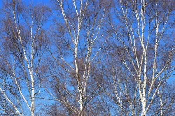 Fototapeta しらかば　シラカバ　白樺　青空
