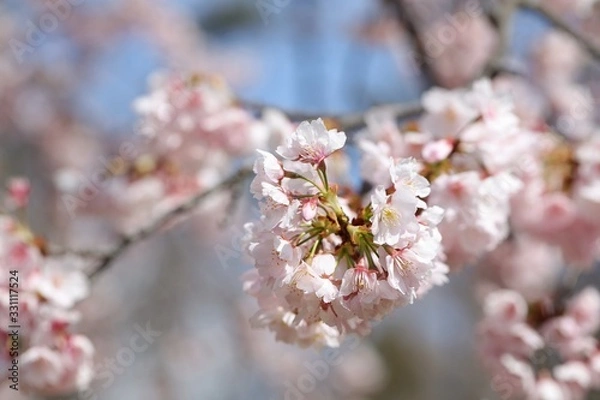 Obraz 桜　サクラ　さくら