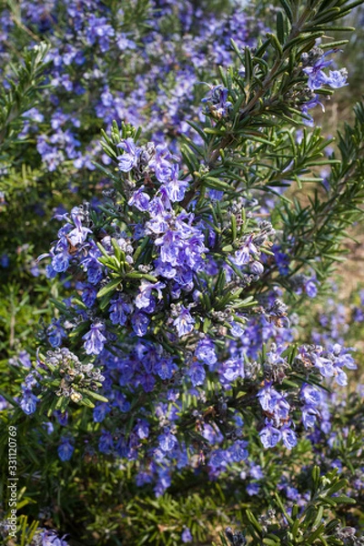Fototapeta ローズマリーの花