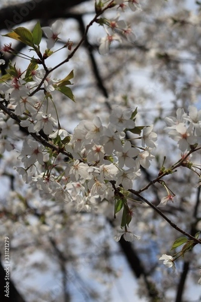 Obraz 桜　サクラ　さくら