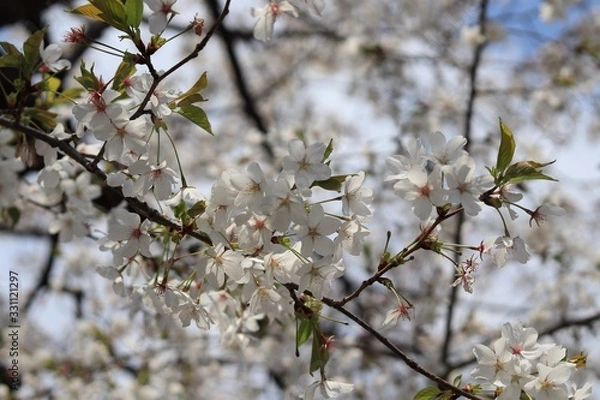 Obraz 桜　サクラ　さくら