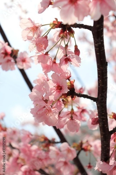 Obraz 桜　サクラ　さくら