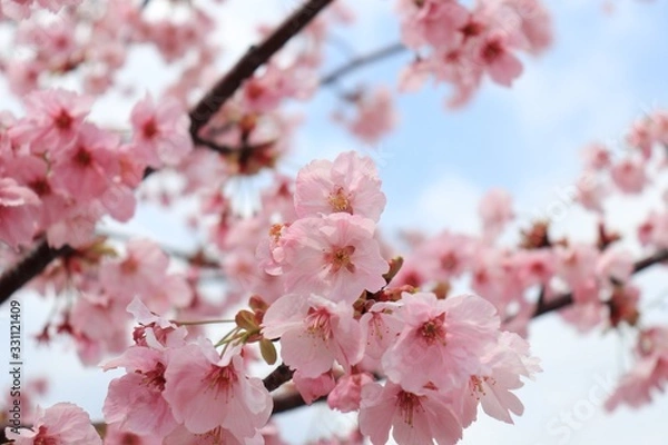 Obraz 桜　サクラ　さくら