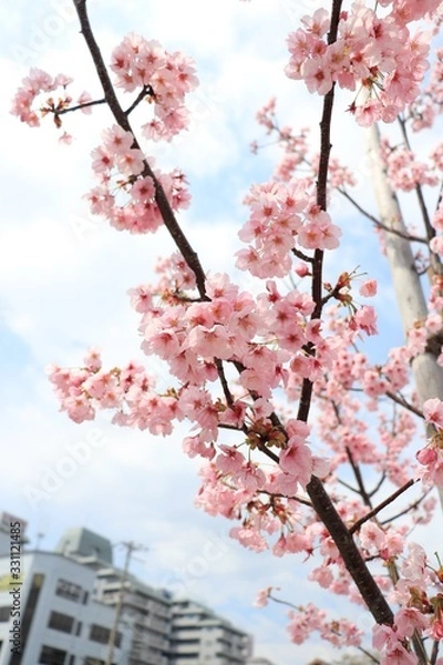 Obraz 桜　サクラ　さくら