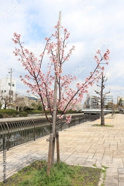 Obraz 桜　サクラ　さくら