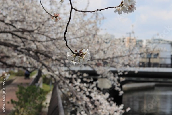 Obraz 桜　サクラ　さくら