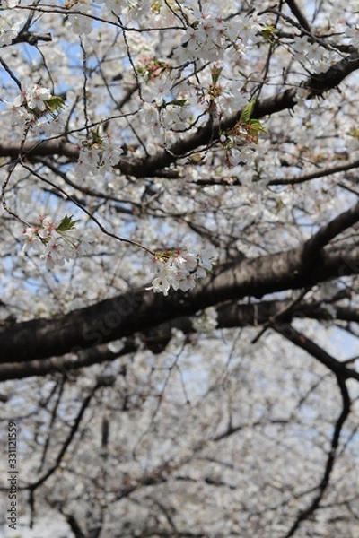 Obraz 桜　サクラ　さくら