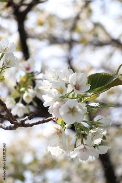 Obraz 桜　サクラ　さくら