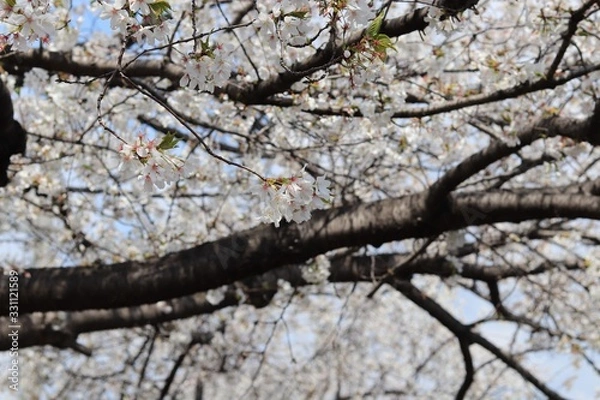 Obraz 桜　サクラ　さくら