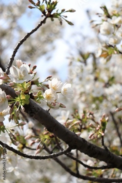 Obraz 桜　サクラ　さくら