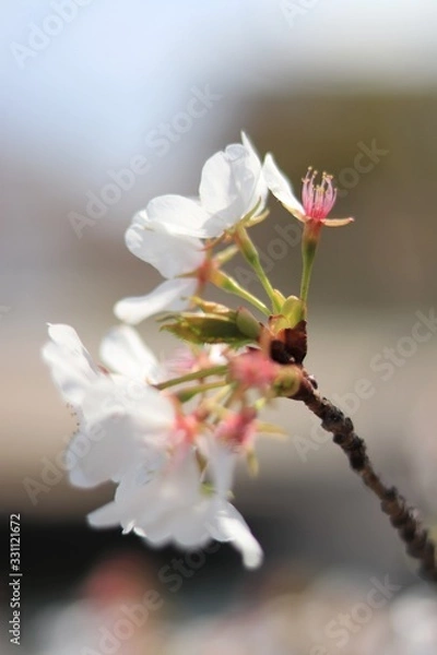 Obraz 桜　サクラ　さくら