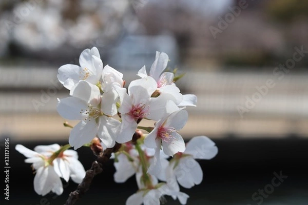 Obraz 桜　サクラ　さくら