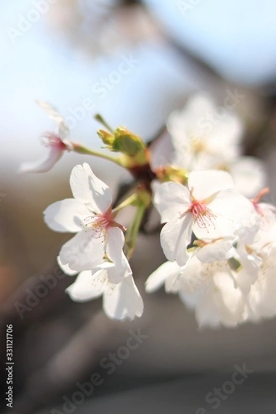 Obraz 桜　サクラ　さくら