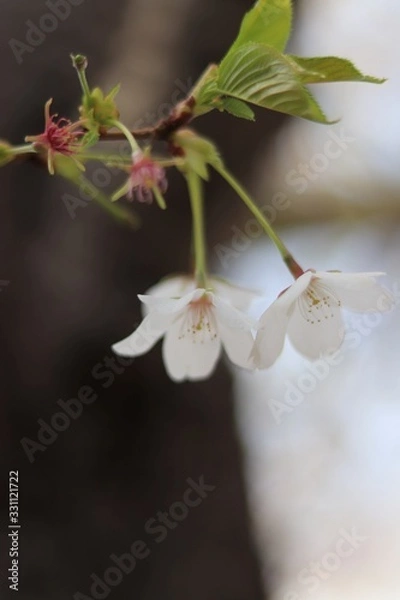 Obraz 桜　サクラ　さくら