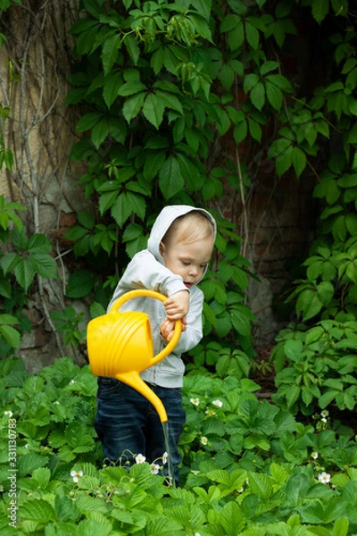 Fototapeta A child watering plants with a yellow watering can against a wall with green leaves in the spring garden