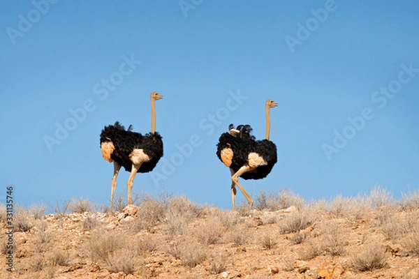 Fototapeta Struś w siedlisku wydm z błękitne niebo. Struś pospolity, Struthio camelus, duży ptak żerujący na zielonej trawie na sawannie, Namib NP, Namibia w Afryce. Duży ptak na suchej pustyni.