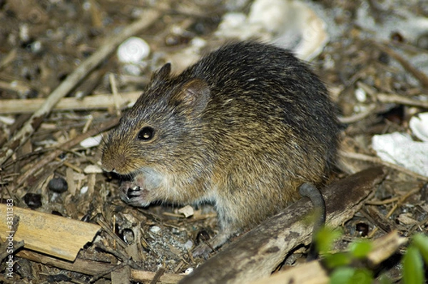 Obraz cotton rat