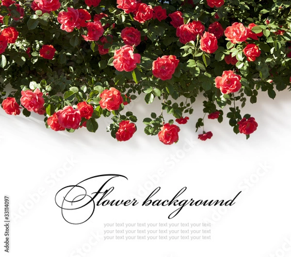 Obraz beautiful floral background