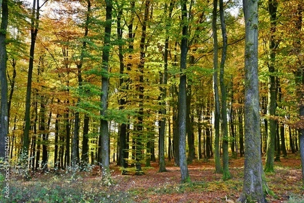 Fototapeta fairytale forest in autumn, Luxembourg