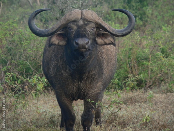 Obraz kenya - buffle