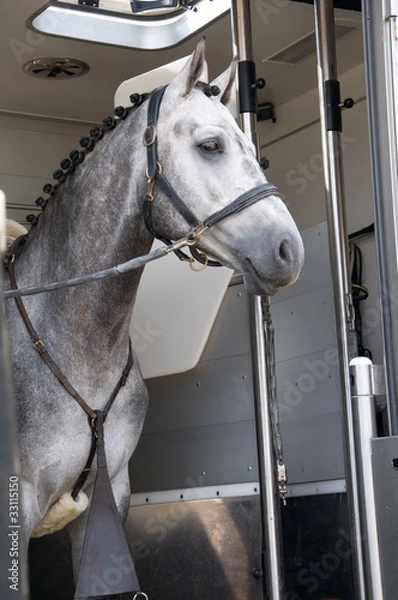 Obraz Im Pferdetransporter